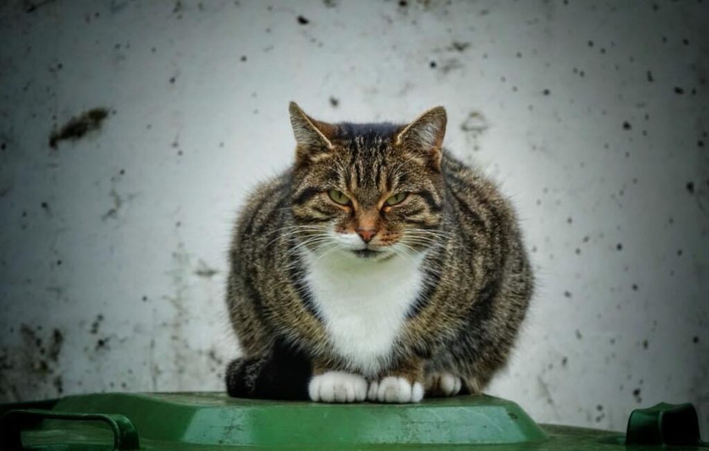 Soñar con Gatos Agresivos