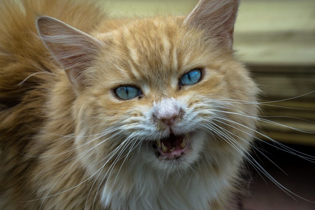 Soñar con Gatos Agresivos