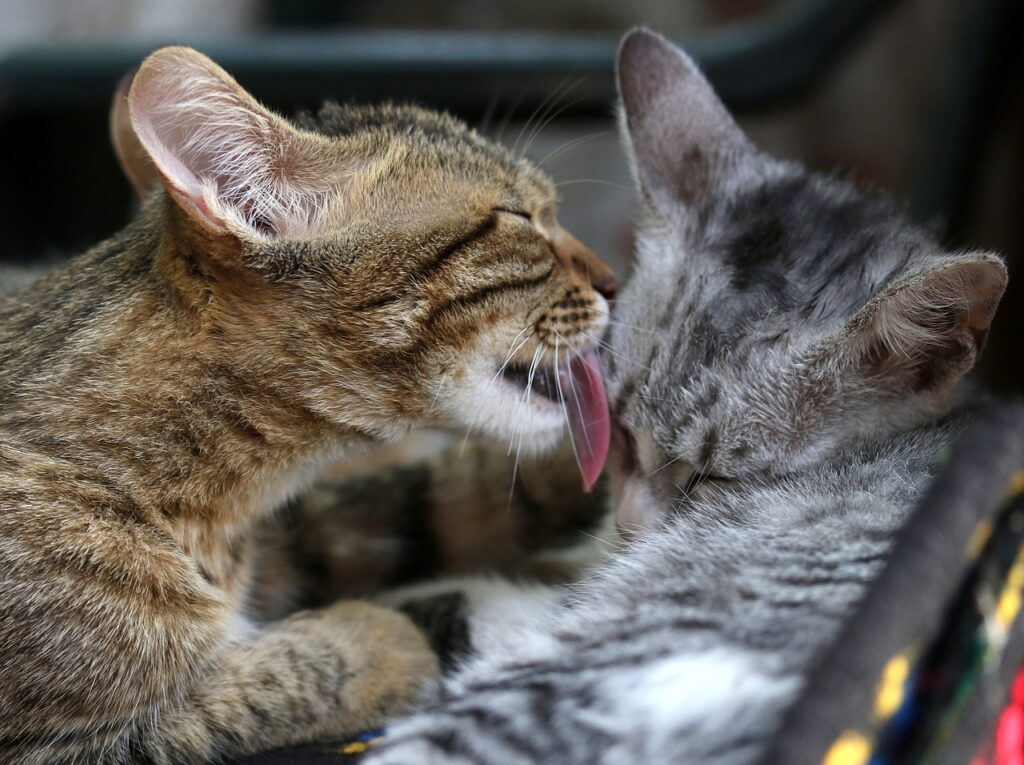 Soñar con Gatos Apareándose