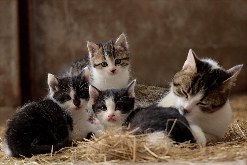 Soñar con Gatos Bebés