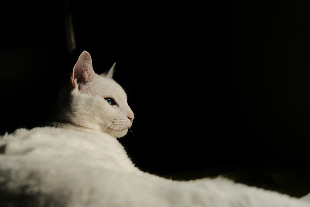 Soñar con Gatos Blancos