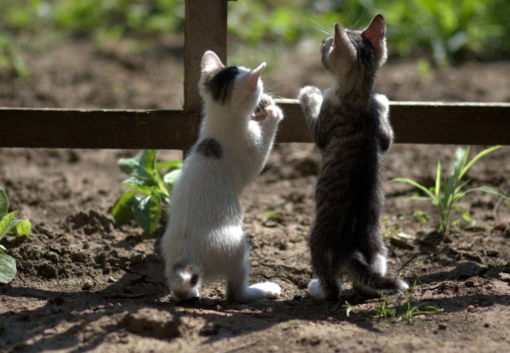 Soñar con Gatos Cachorros