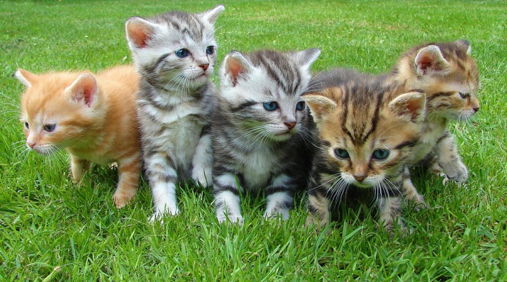 Soñar con Gatos Cachorros