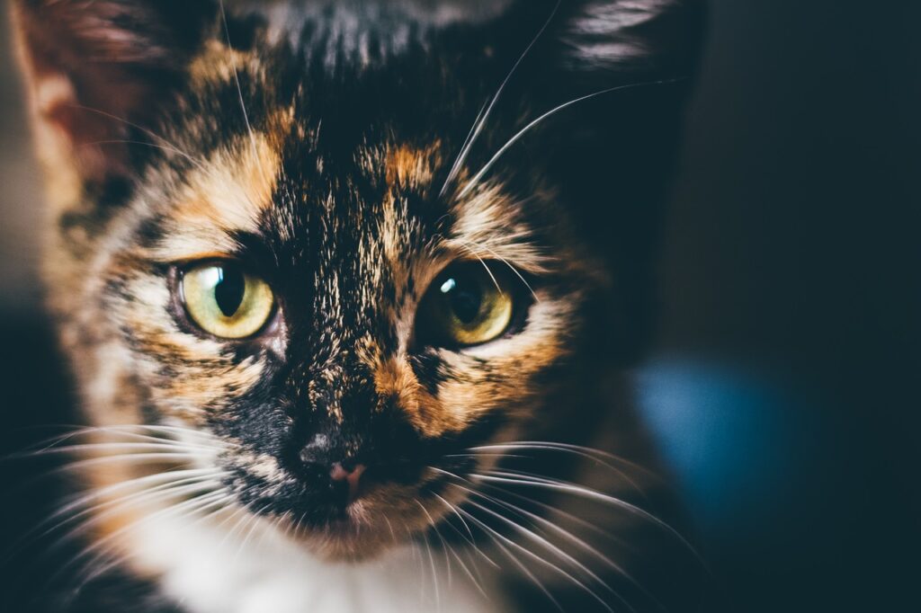 Soñar con Gatos de Colores