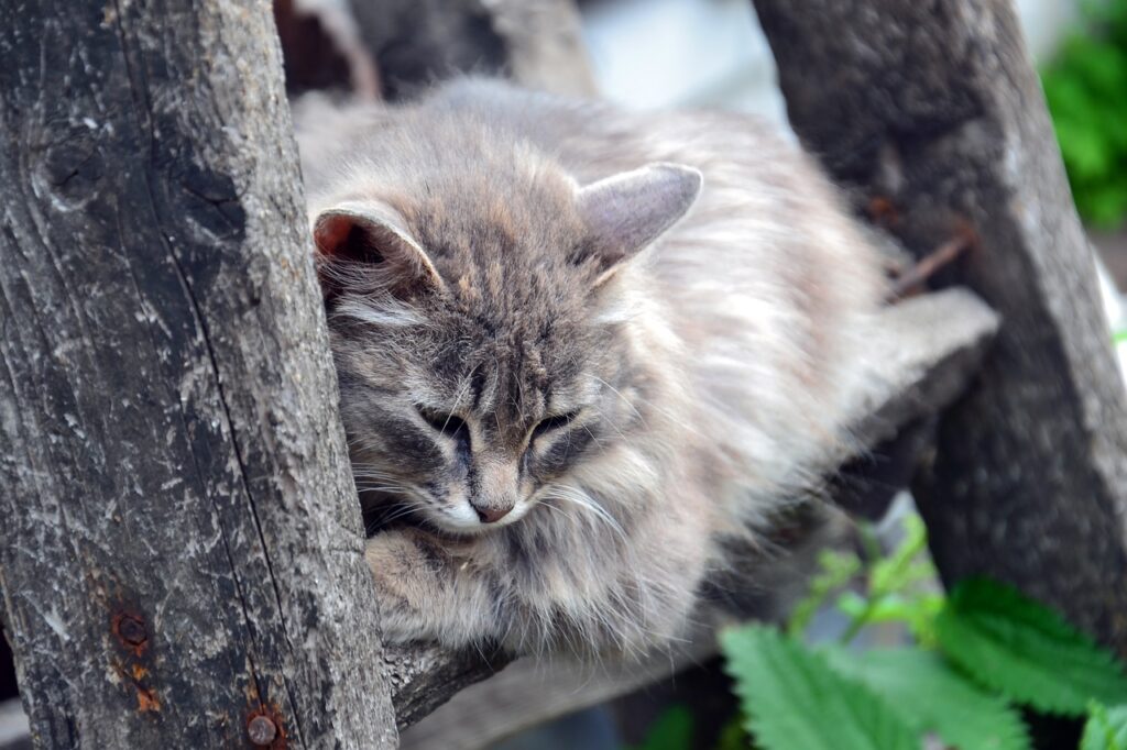 Soñar con Gatos Enfermos
