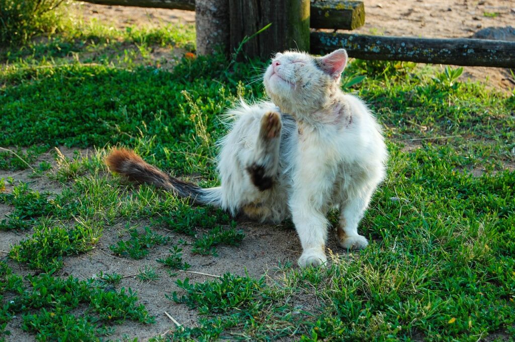 Soñar con Gatos Enfermos