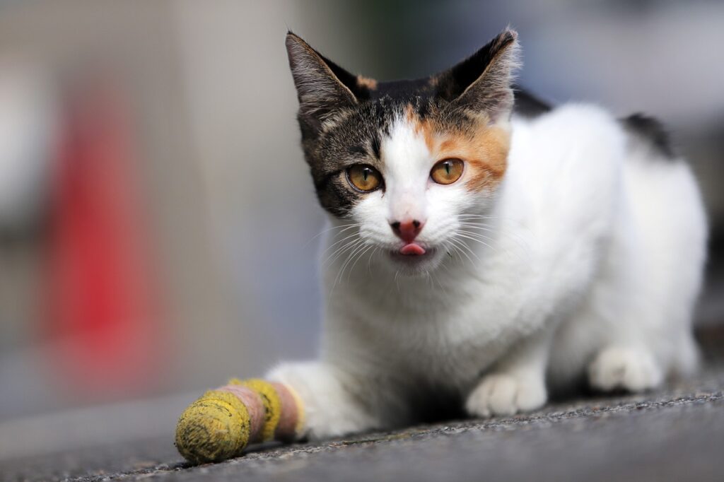 Soñar con Gatos Heridos