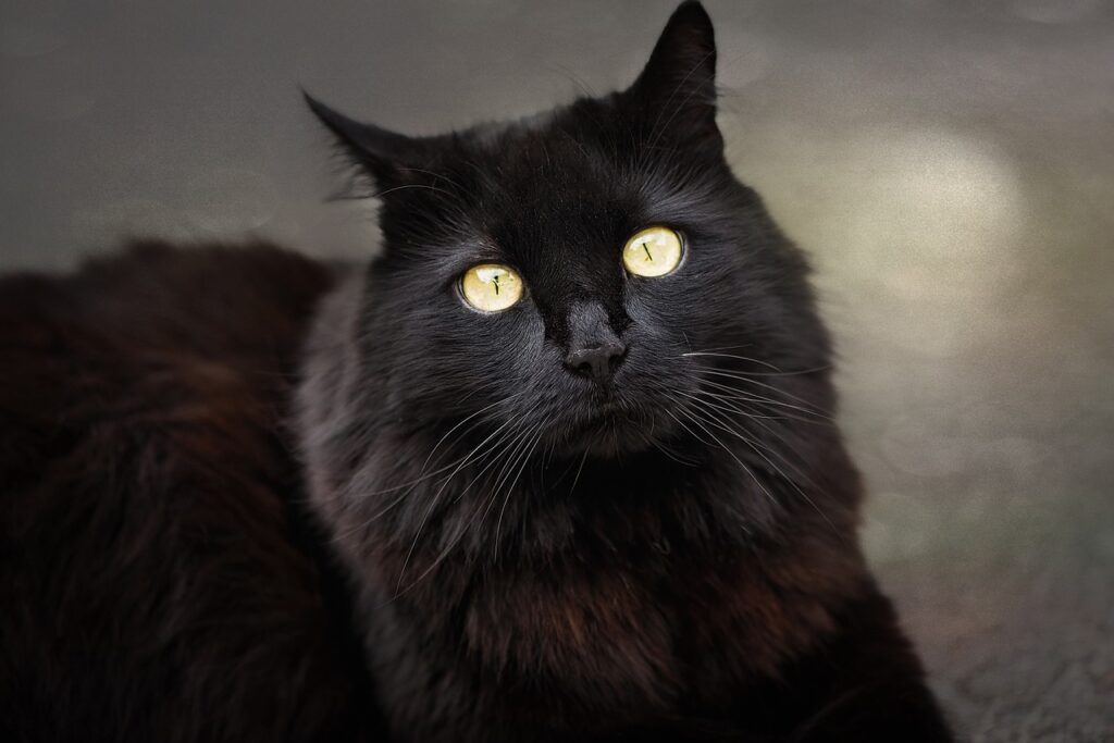 Soñar con Gatos Muertos