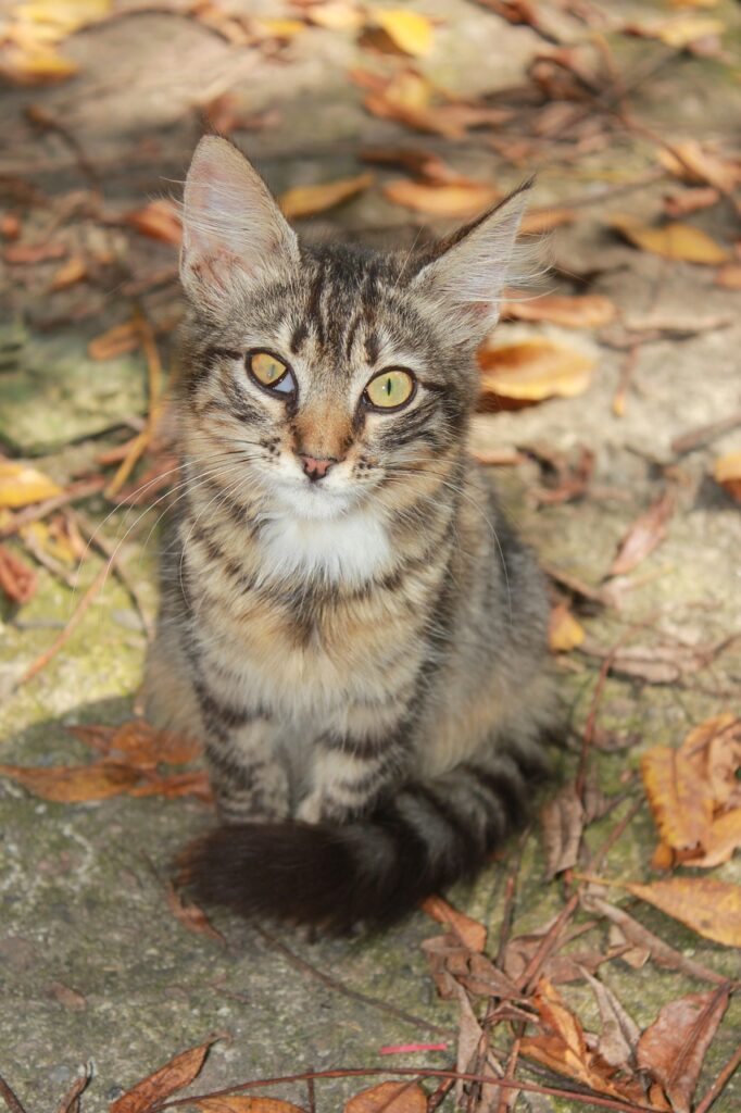 Soñar con Gatos Muertos