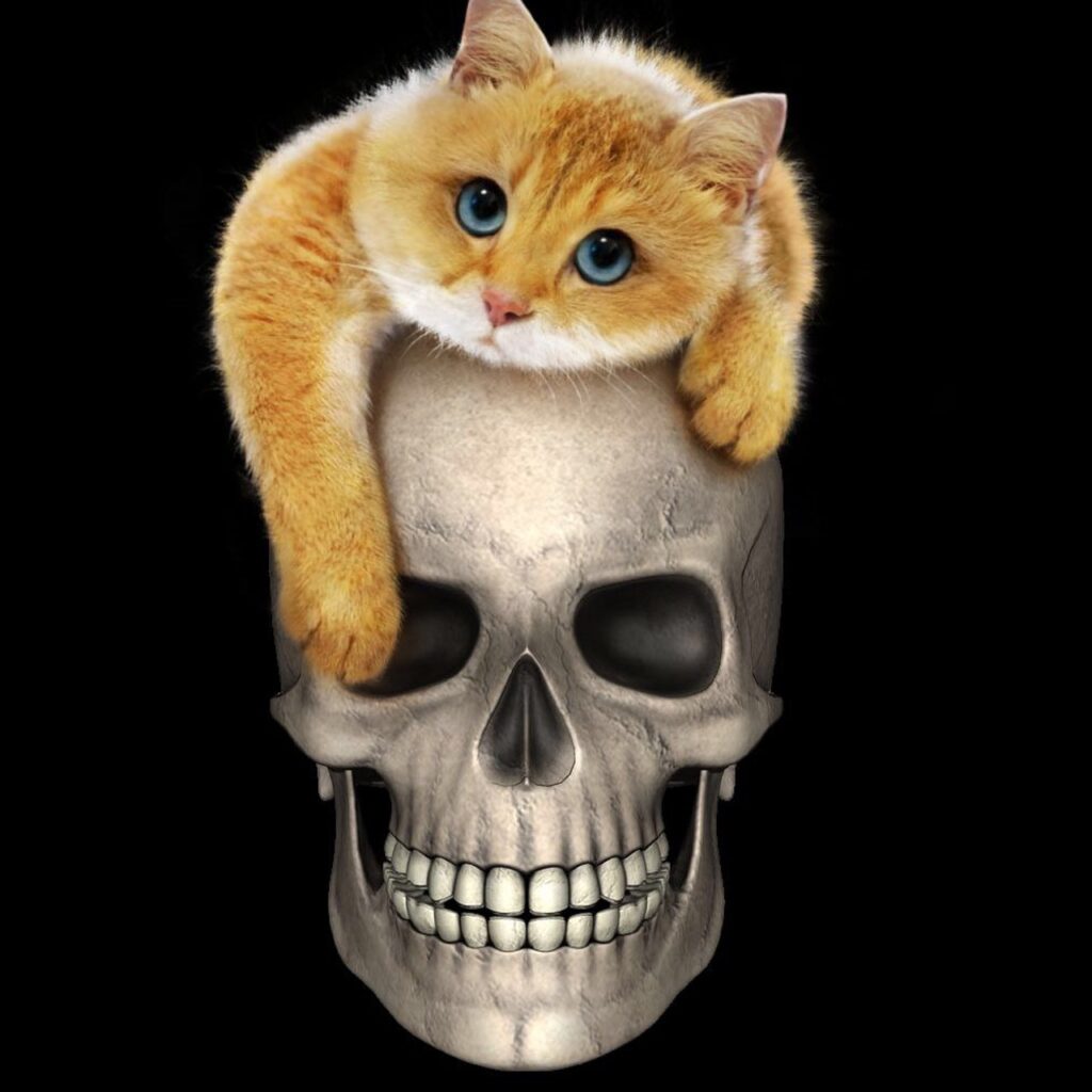 Soñar con Gatos Muertos