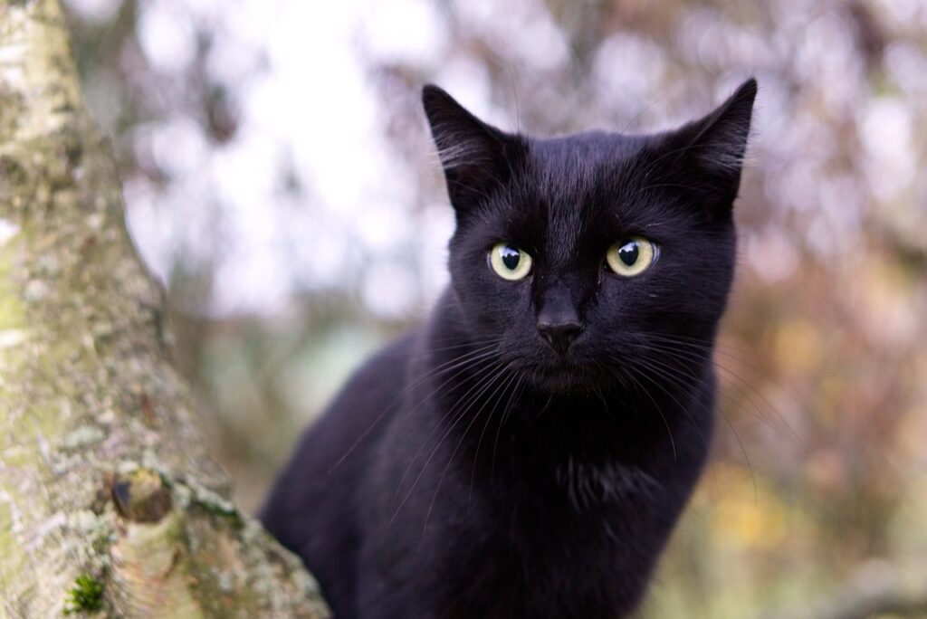 Soñar con Gatos Negros