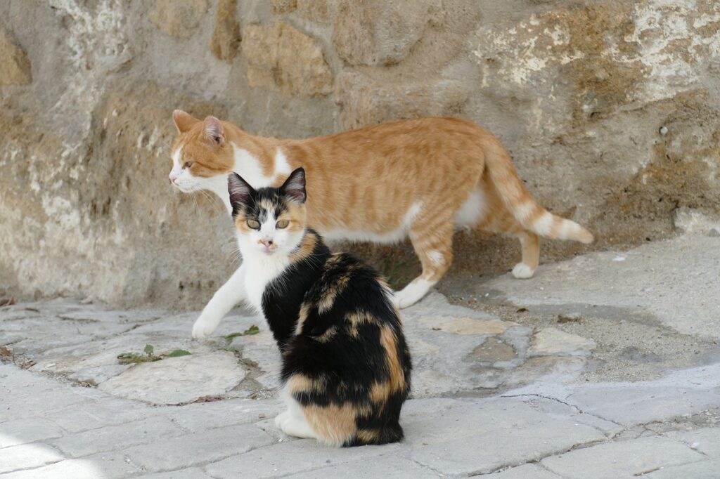 Soñar con Gatos Peleando