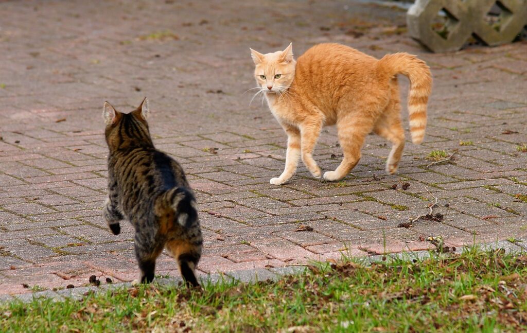 Soñar con Gatos Peleando
