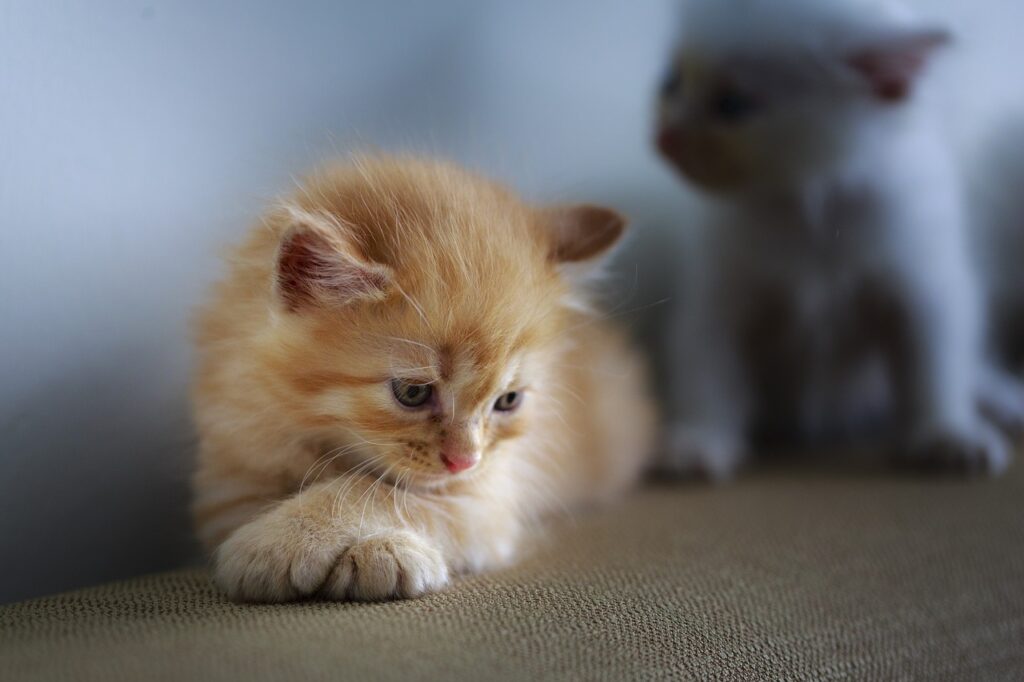 Soñar con Gatos Pequeños