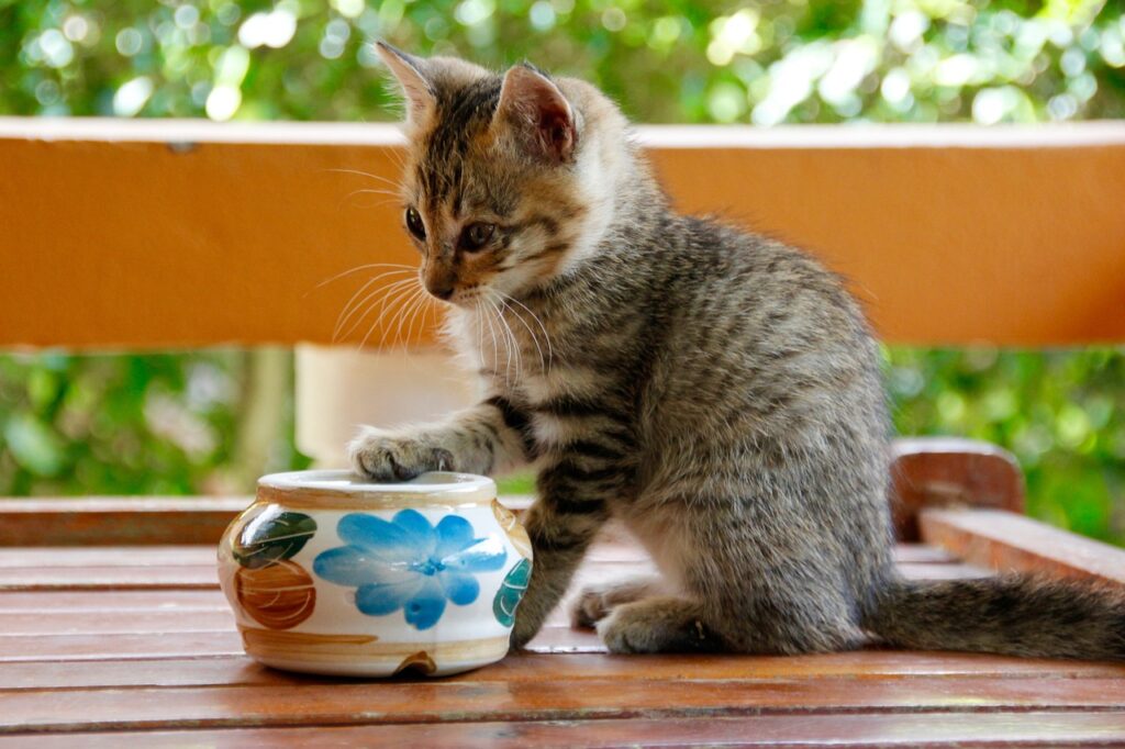 Soñar con Gatos Pequeños