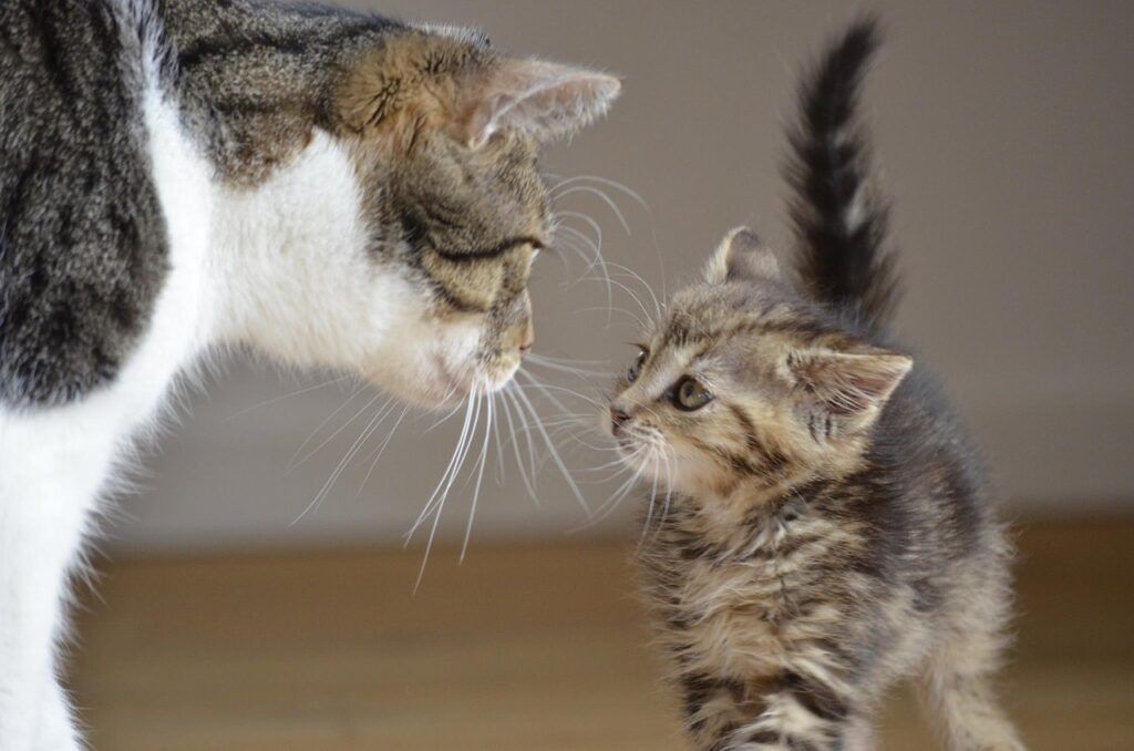 Soñar con Gatos Pequeños