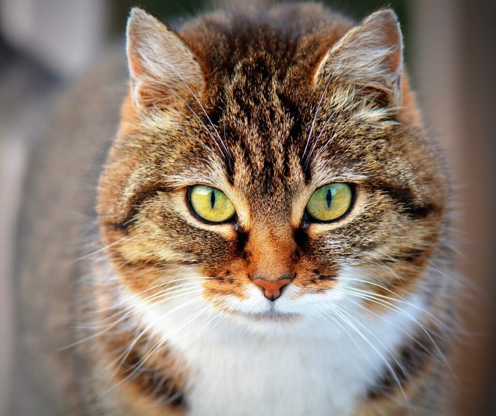 Soñar con Gatos que Hablan