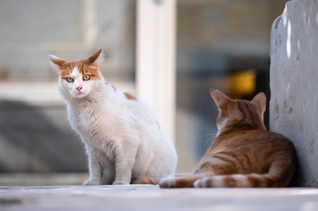 Soñar con Gatos que te Muerden