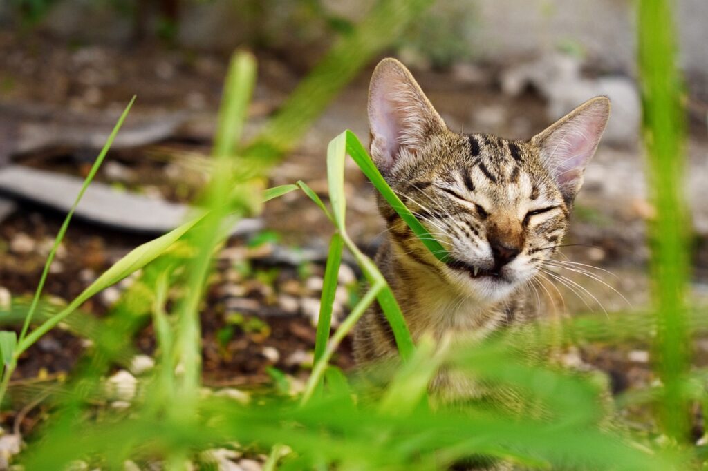 Soñar con Gatos que te Muerden
