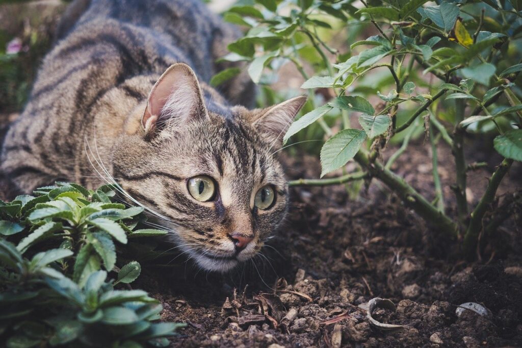Soñar con Gatos y Ratones