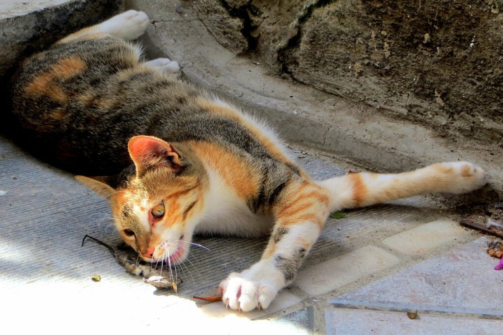Soñar con Gatos y Ratones