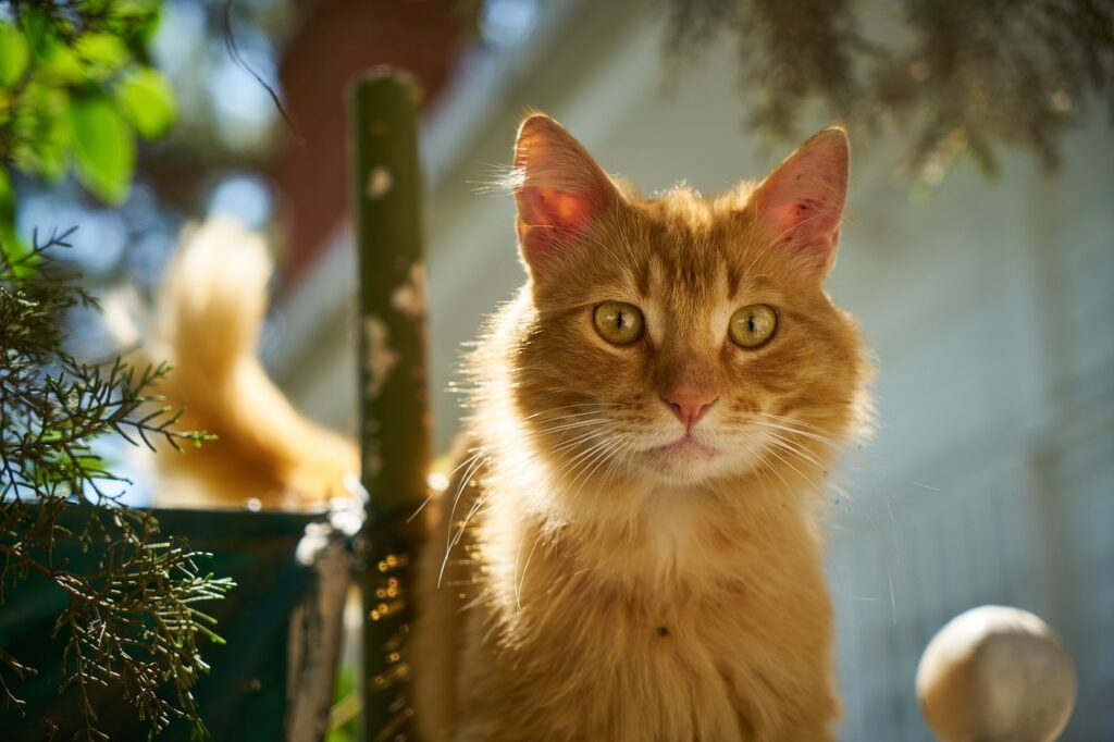 Soñar con un Gato Amarillo