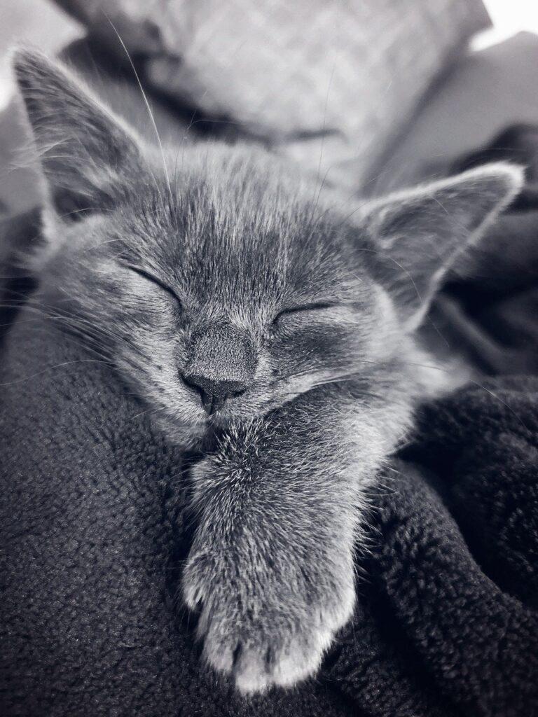 Soñar con un Gato Gris