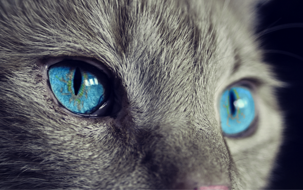 Soñar con un Gato Gris