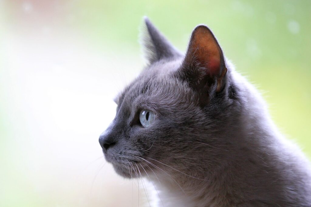 Sueños con Gatos