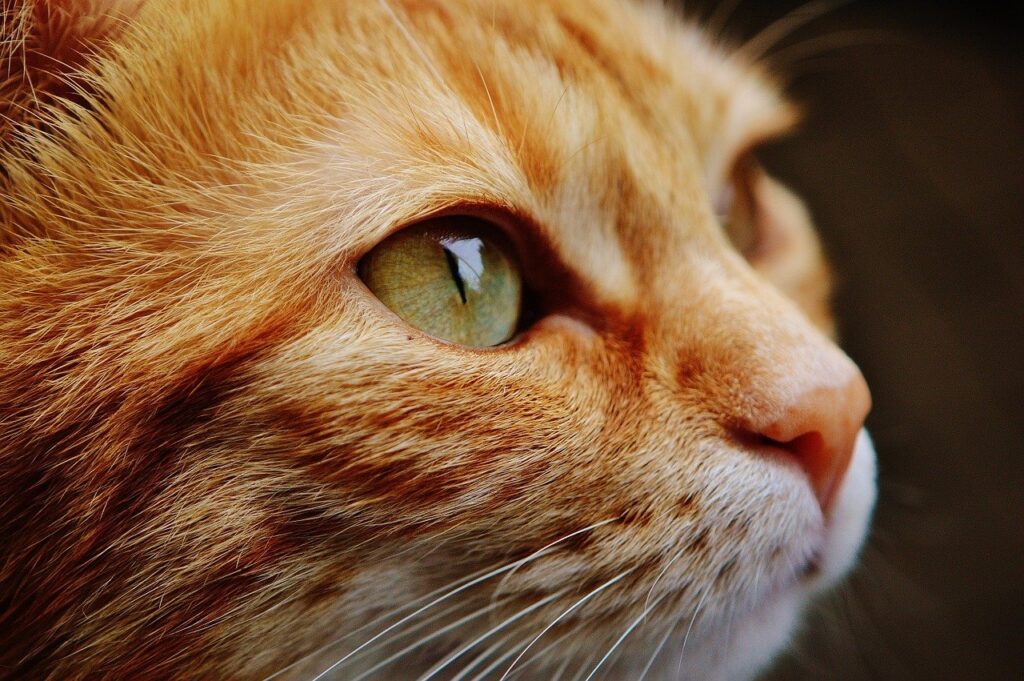 Soñar con uno o varios gatos