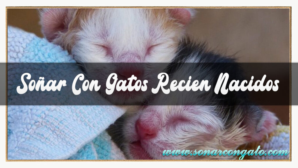 soñar con gatos recien nacidos