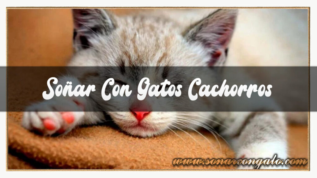 Soñar con gatos cachorroos