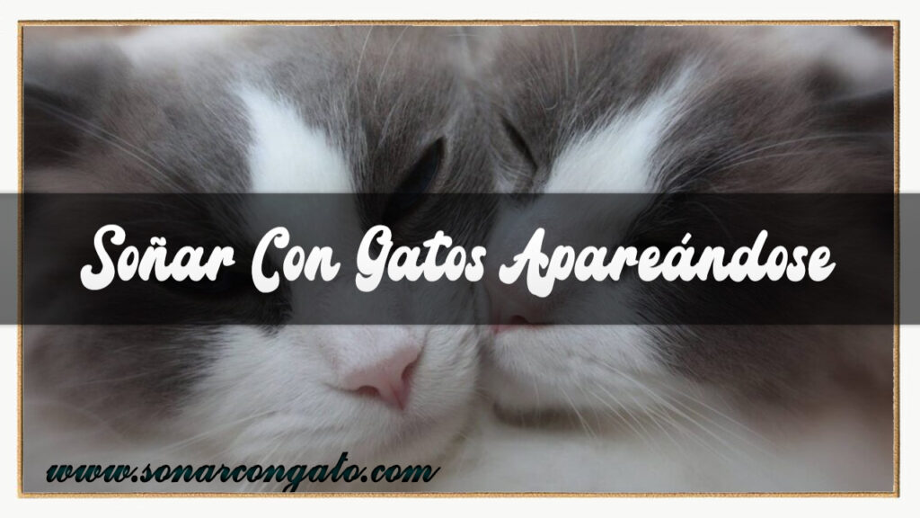 soñar con gatos apareandose