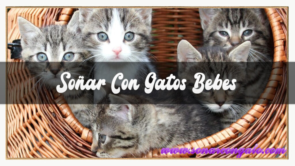 soñar con gatos bebes